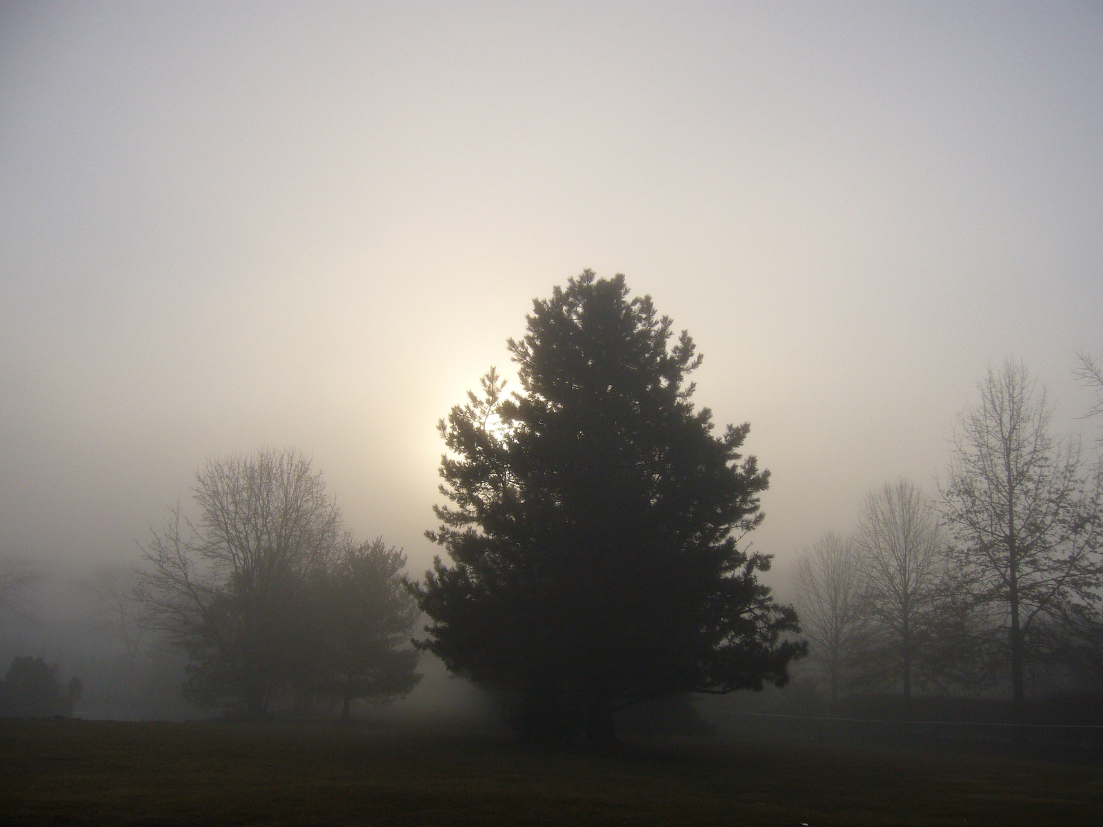 2006 01 cranbury foggyday02