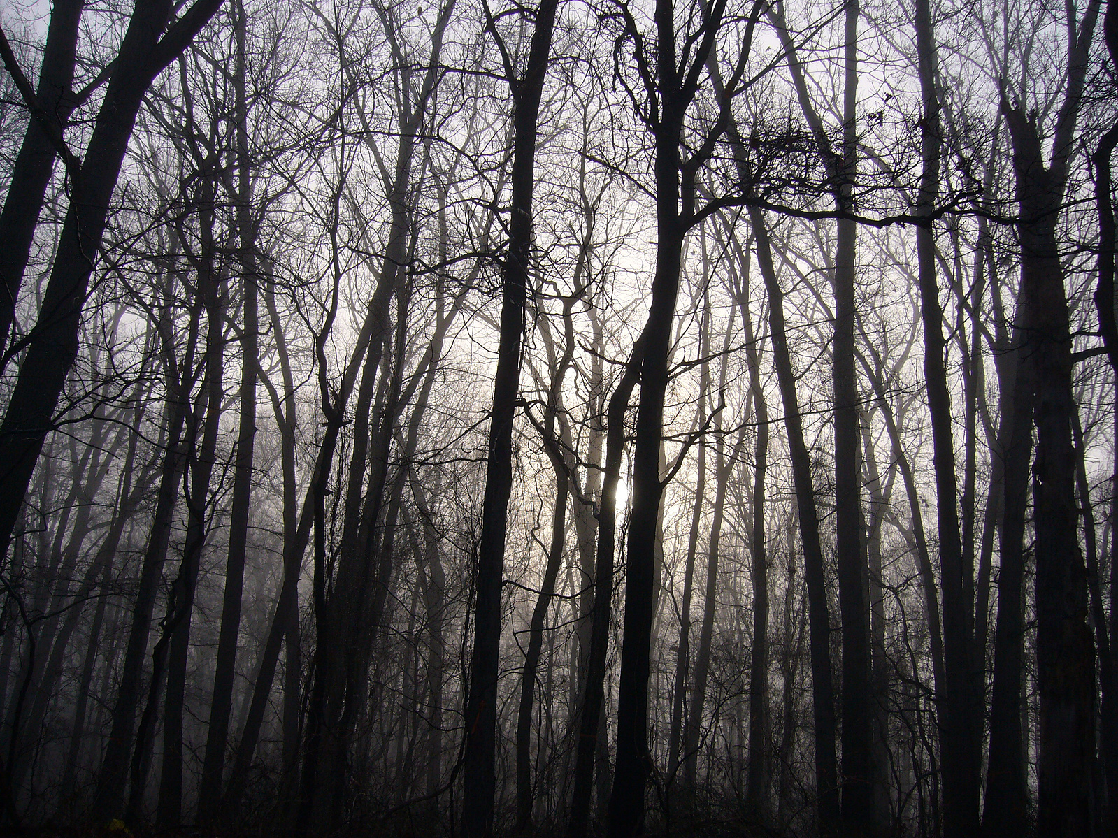 2006 01 cranbury foggyday03